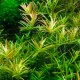 Rotala Vietnam H'ra