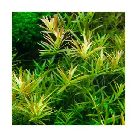 Rotala Vietnam H'ra