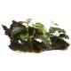 Anubias Barteri Nana sur Racine Taille Small