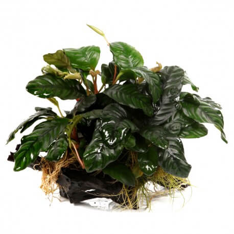 Anubias Barteri sur Racine Taille Large