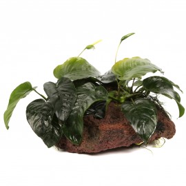 Anubias Barteri sur Roche Taille Large