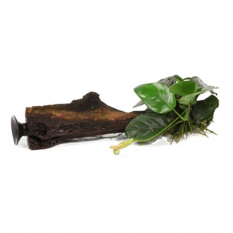 Anubias Barteri va Nana sur Racine avec Ventouse Taille Small