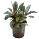 Bucephalandra Brownie Helena Blue