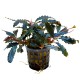 Bucephalandra Biblis PREMIUM