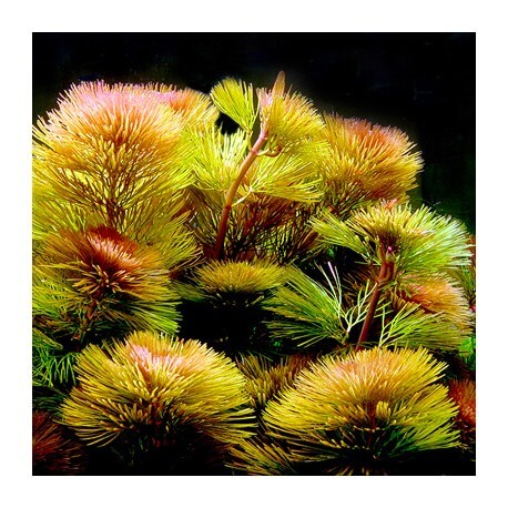 Cabomba Furcata Premium