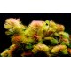 Cabomba Furcata Premium