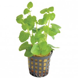 Clinopodium Brownei