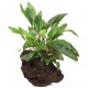 Cryptocoryne Beckettii Petchii sur Roche Taille Small