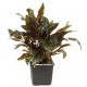 Cryptocoryne Wendtii Tropica Pied Mère