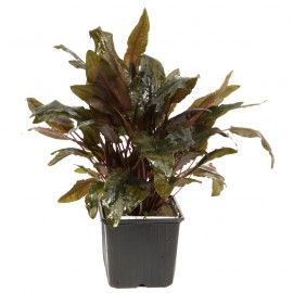 Cryptocoryne Wendtii Tropica Pied Mère