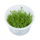 Gratiola Viscidula Tropica