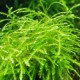 Mini Taiwan Moss Isopterygium sp