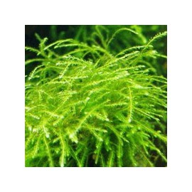 Mini Taiwan Moss Isopterygium sp