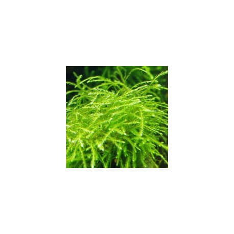 Mini Taiwan Moss Isopterygium sp