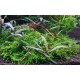 Hygrophila Pinnatifida + Mousse sur Racine