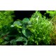 Microsorum + Anubias sur Racine Taille Large