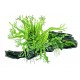 Microsorum + Anubias sur Racine Taille Large