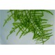 Mini Taiwan Moss Isopterygium sp