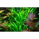 Microsorum Pteropus Narrow sur Racine Taille Small