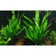 Microsorum Pteropus sur Racine Taille Small