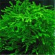 Peacock Moss / Taxiphyllum sp - Mousse aquatique