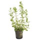 Rotala Macrandra Green