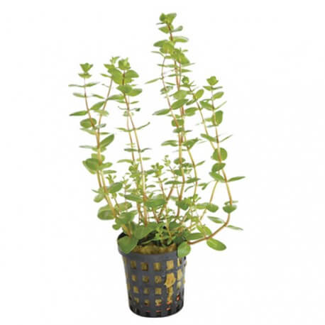 Rotala Macrandra Green