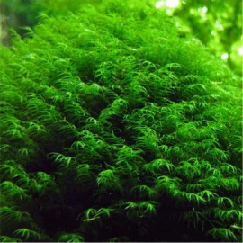 Fissidens Fontanus - Phoenix Moss