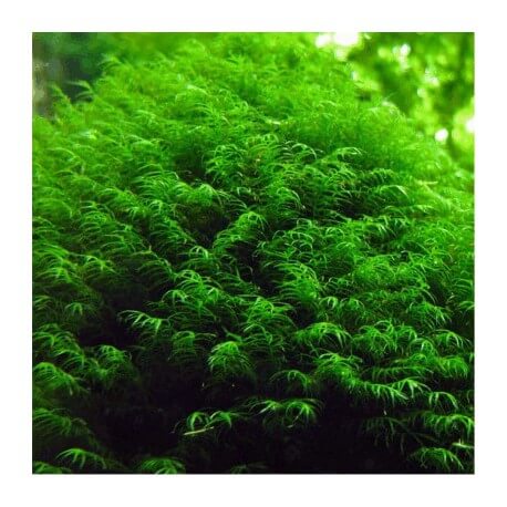 Fissidens Fontanus - Phoenix Moss