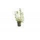 Rotala Macrandra Green