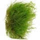 Spiky Moss - Mousse aquatique