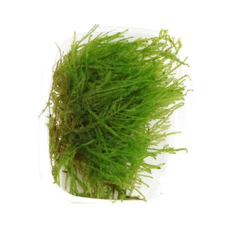 Spiky Moss - Mousse aquatique