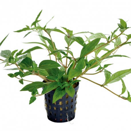 Staurogyne Porto Velho