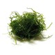 Taxiphyllum Barbieri (Mousse de Java) - Mousse aquatique