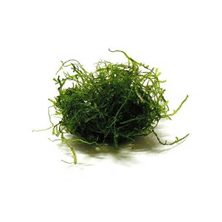 Taxiphyllum Barbieri (Mousse de Java) - Mousse aquatique