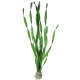 Vallisneria Asiatica