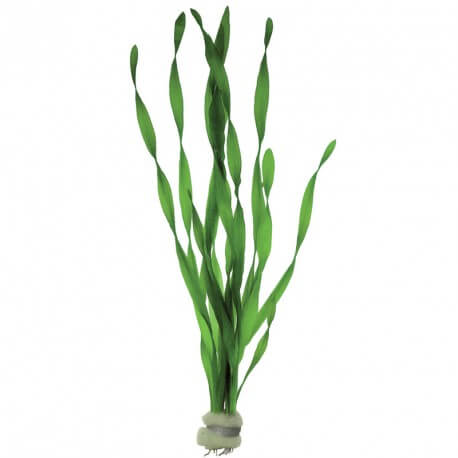 Vallisneria Asiatica