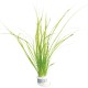 Vallisneria Nana