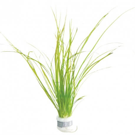 Vallisneria Nana