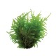 Vesicularia Dubyana Christmas Moss - Mousse aquatique