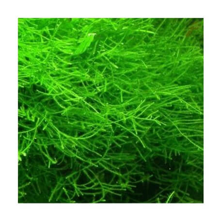 Mousses pour aquarium : Taxiphyllum Barbieri (Mousse de Java