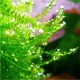 Flat Moss - Drepanocladus Aduncus