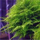 Taiwan moss - Taxiphyllum Alternans