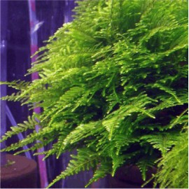 Taiwan moss - Taxiphyllum Alternans