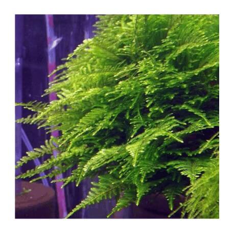 Taiwan moss - Taxiphyllum Alternans