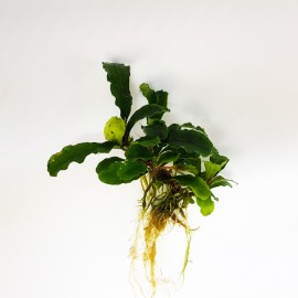 Bucephalandra sp Green Eco