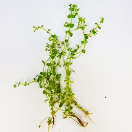 Bacopa Australis Eco