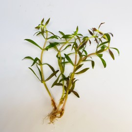 Limnophilia Aromatica Eco