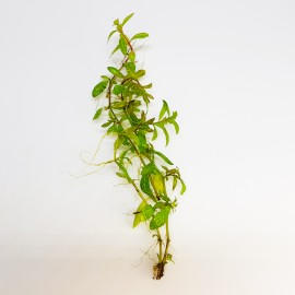 Hygrophila Rosae Australis Eco