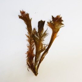Myriophyllum sp Eco